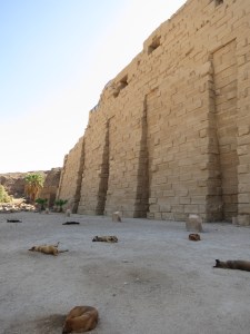 Lazy dogs sleeping out the heat of the day in the Temples of Karnak