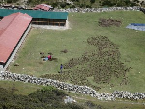 Poo-farming at altitude