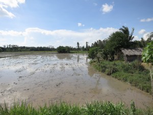 Flooded rice paddies in the Mekong Delta Flooded rice paddies in the Mekong Delta