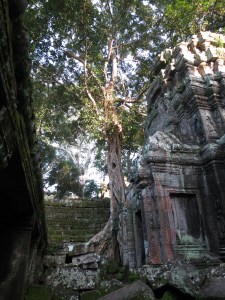 Jungle and history coexisting as a strangler fig spreads its roots across a temple building in Ta Prohm