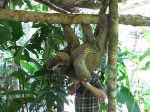 A three-toed sloth in Pilpintuwasi animal sanctuary