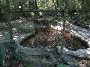 A rescued jaguar goes for a swim in Pilpintuwasi animal sanctuary