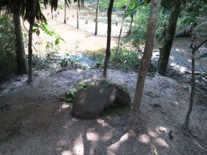 A giant rodent in Pilpintuwasi animal sanctuary
