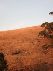 It wouldn’t be an Australia photo without a kangaroo (centre-left), would it?