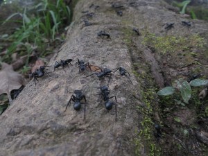 Huge ants on a tree root
