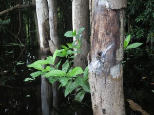 A tarantula in its now-exposed nest on a tree trunk above the waterline