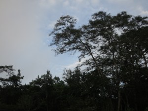 Birdwatching in the early morning