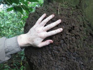 A termite nest on a tree, complete with Chris’s hand, covered in termites