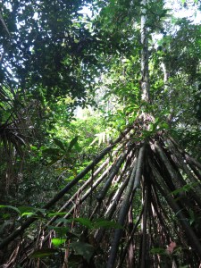 A tent-like set of roots