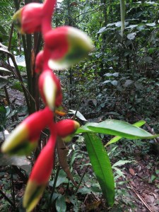 Random pretty jungle scenery