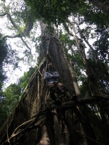 Climbing on the root system of a tree hundreds of years old