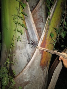 The tarantula out back of Herman and Wilma’s house