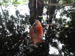 Eventual success:  a caught red piranha