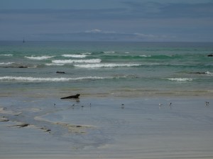An iguana on the beach on Isabela