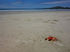 Another ghost crab on the beach near Puerto Villamil