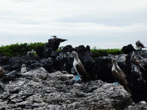 Blue-footed boobies.  Best-named bird ever.