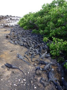 Literally a pile of marine iguanas