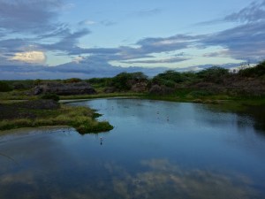 Flamingo Lake, by Puerto Villamil, at sunset that evening