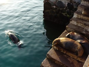 Sea lions playing and resting at the pier