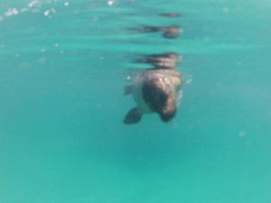 A sea lion underwater