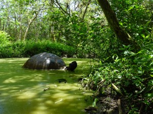 A giant tortoise in swampy water in Rancho Primicias, in the highlands of Santa Cruz