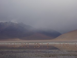 Flamingos reflected standing in a lake in southern Bolivia