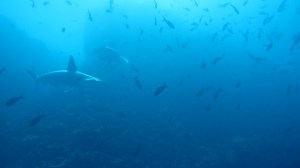 A hammerhead shark and a sea turtle (photo courtesy of Eagleray Dives)