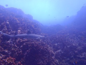 A white-tipped Galápagos shark (photo courtesy of Eagleray Dives)